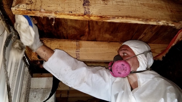remediation for attic mold