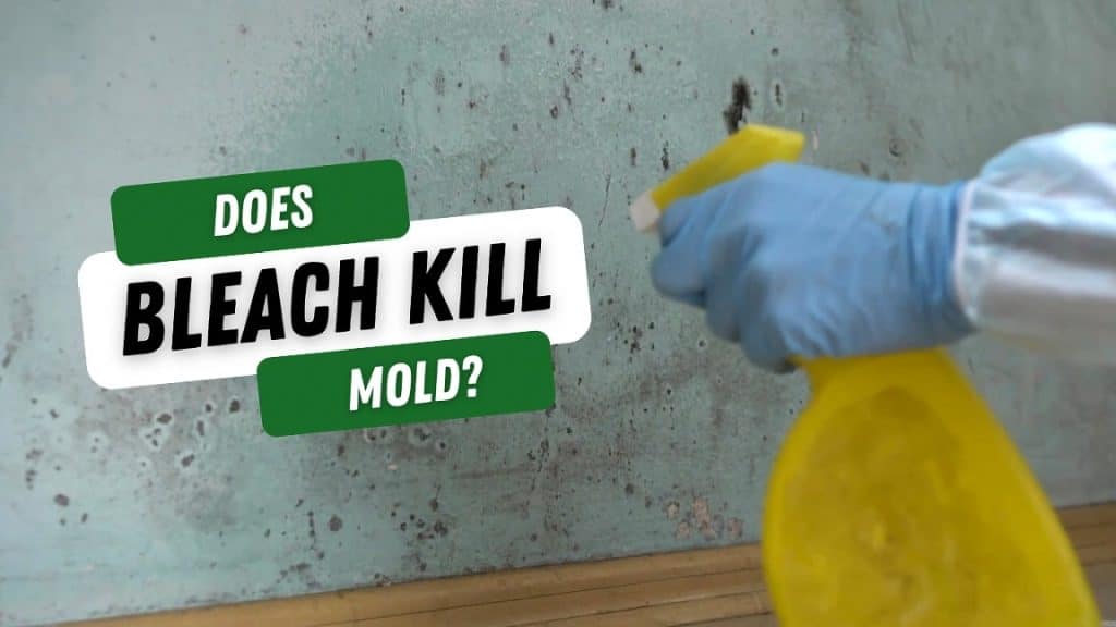 Blog banner with title Does Bleach Kill Mold?